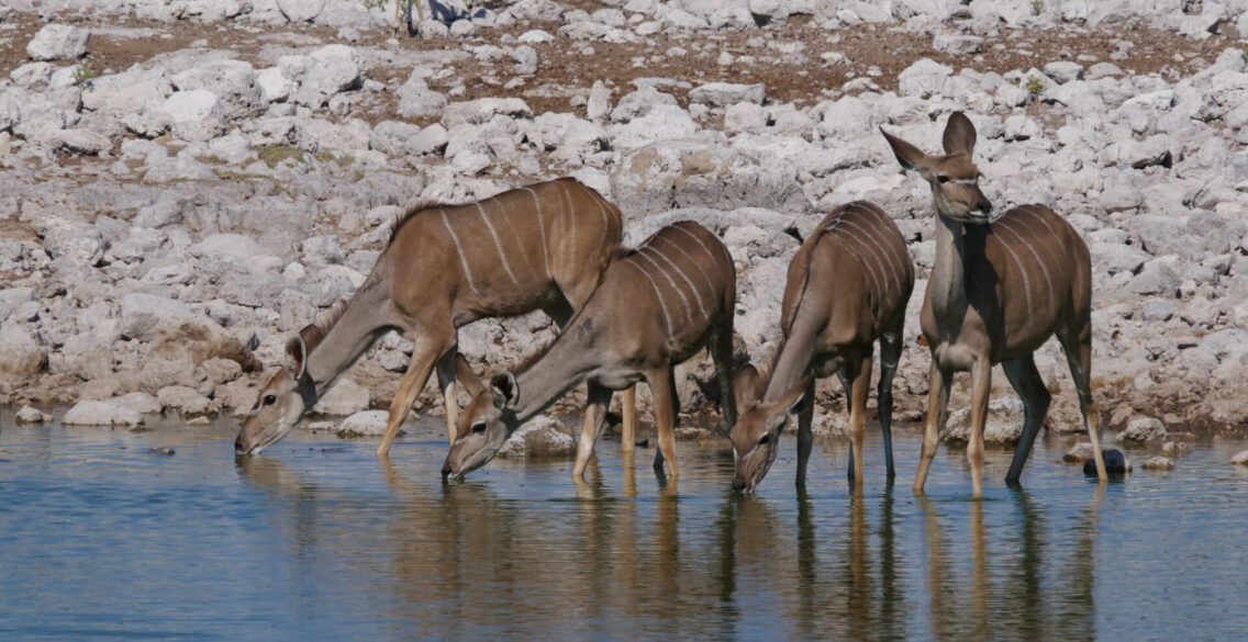 ナミビア　エトーシャ国立公園