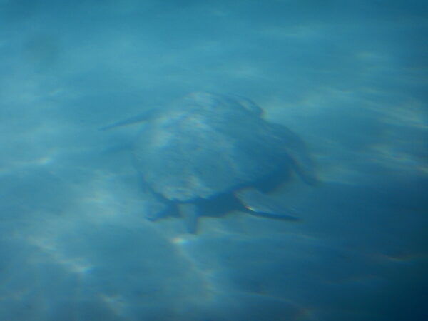 ラガナス・ビーチのウミガメ