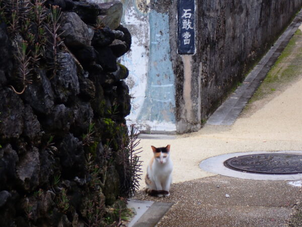 阿嘉島の猫