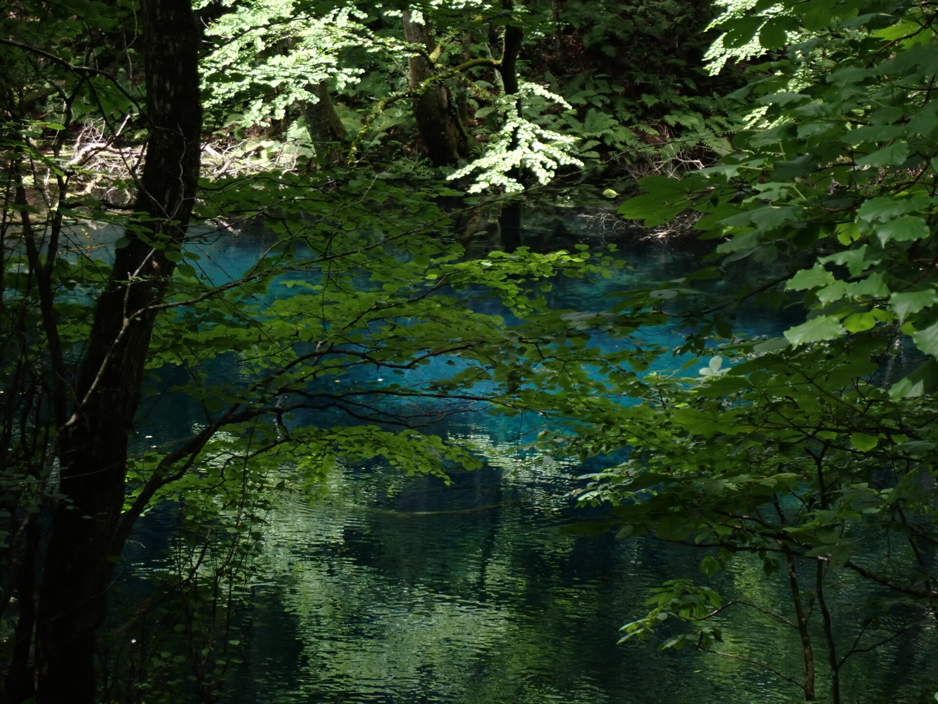 世界遺産 白神山地 十二湖散策ルート、青池より、沸壺がお薦め!