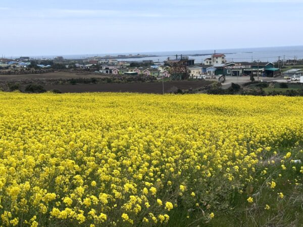 牛島